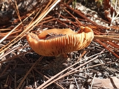 Cortinarius mucosus