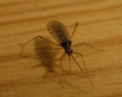 Dicyphus errans