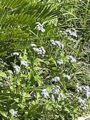 Ageratum houstonianum