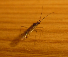 Dicyphus errans