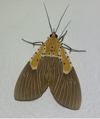 Asota speciosa