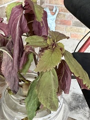 Coleus