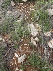 Asparagus exuvialis