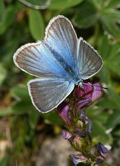 Polyommatus damon