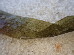 Thalassia