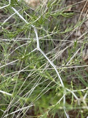 Asparagus exuvialis