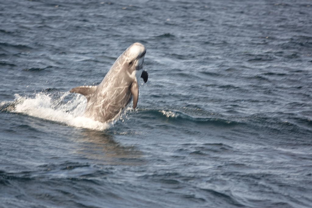 Risso's dolphin breaching in choppy sea