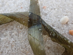 Thalassia