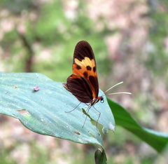 Mechanitis messenoides