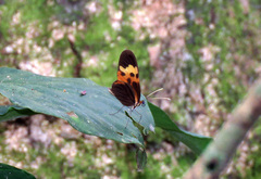 Mechanitis messenoides