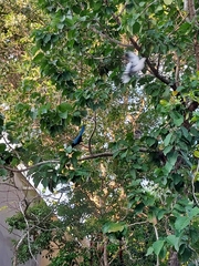 Cyanocorax yucatanicus