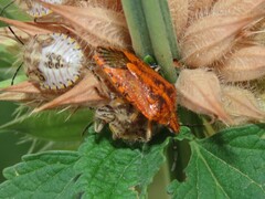 Agonoscelis venosa