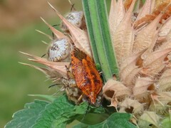 Agonoscelis venosa