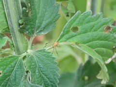 Misumenops rubrodecoratus