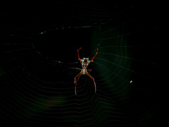 Micrathena schreibersi