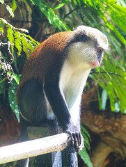Cercopithecus mona