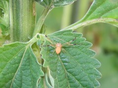 Misumenops rubrodecoratus