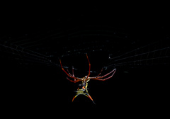 Micrathena schreibersi