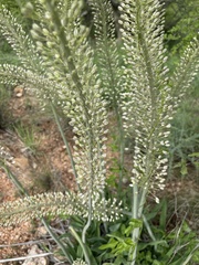 Drimia altissima