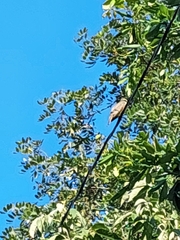 Pitangus sulphuratus