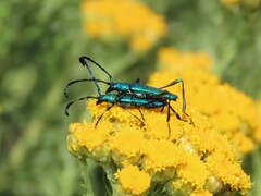 Hypocrites scabriusculus