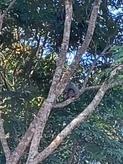 Sciurus yucatanensis