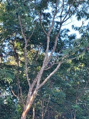 Sciurus yucatanensis