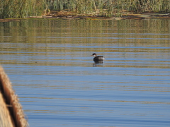 Rollandia microptera