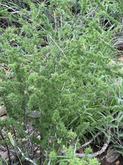 Asparagus suaveolens