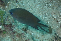 Acanthochromis polyacanthus