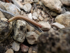 Orthoporus