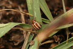 Calotheca