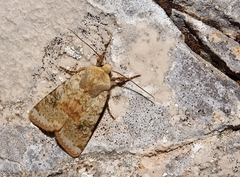 Agrochola kindermannii