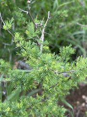 Asparagus suaveolens