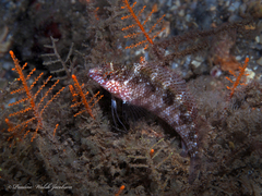 Malacoctenus macropus