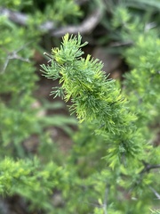 Asparagus suaveolens