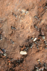 Anoplolepis custodiens