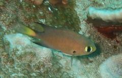 Pycnochromis atripes
