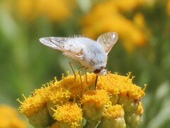 Australoechus molitor