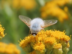 Australoechus molitor