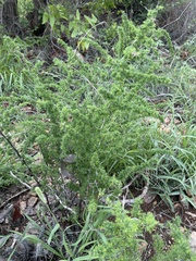 Asparagus suaveolens