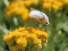 Australoechus molitor