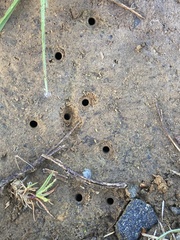 Neocicindela tuberculata