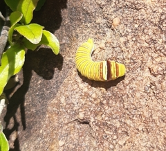 Papilio demodocus demodocus