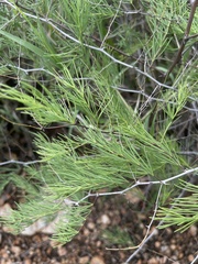 Asparagus nelsii