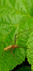 Tetragnatha extensa
