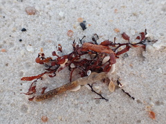 Sargassum