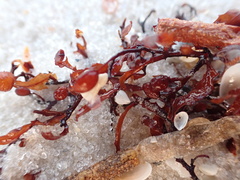 Sargassum