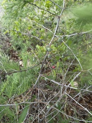 Asparagus nelsii