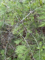 Asparagus nelsii